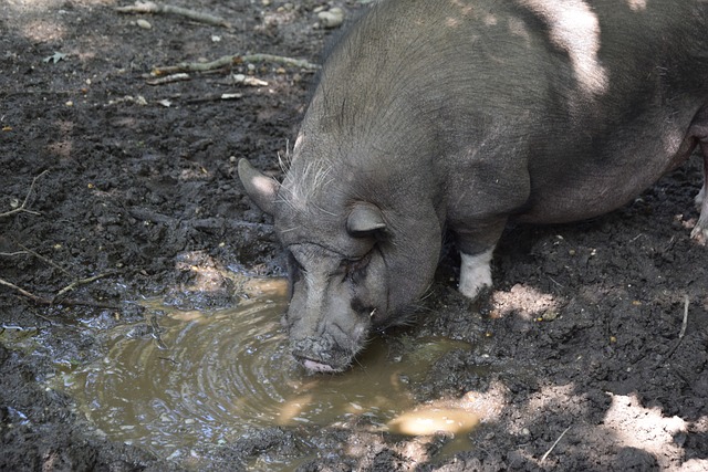 的激烈对抗 的激烈对抗