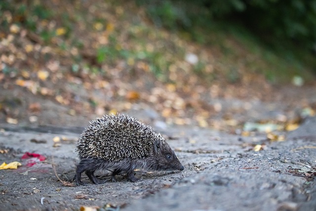 還在國家隊 還在國家隊